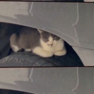 Meet your Posher, Burcin